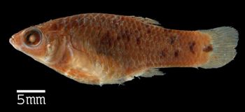 Media type: image; Ichthyology 6400